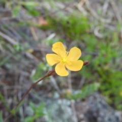 Hypericum gramineum (Small St Johns Wort) at Mount Taylor - 24 Oct 2021 by MatthewFrawley