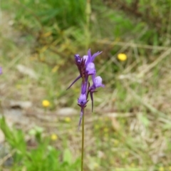 Linaria pelisseriana (Pelisser's Toadflax) at Kambah, ACT - 24 Oct 2021 by MatthewFrawley