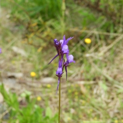 Linaria pelisseriana (Pelisser's Toadflax) at Kambah, ACT - 24 Oct 2021 by MatthewFrawley