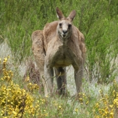 Macropus giganteus (Eastern Grey Kangaroo) at Mount Taylor - 24 Oct 2021 by MatthewFrawley