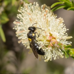 Amphylaeus (Agogenohylaeus) nubilosellus at Macgregor, ACT - 24 Oct 2021 by Roger