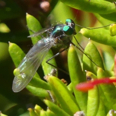 Austrosciapus sp. (genus) (Long-legged fly) at Braemar, NSW - 24 Oct 2021 by Curiosity
