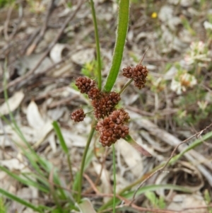 Luzula densiflora at Kambah, ACT - 24 Oct 2021