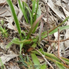 Luzula densiflora at Kambah, ACT - 24 Oct 2021