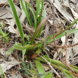 Luzula densiflora at Kambah, ACT - 24 Oct 2021 12:21 PM