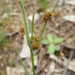 Luzula densiflora at Kambah, ACT - 24 Oct 2021 12:21 PM