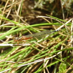 Xanthagrion erythroneurum at Kambah, ACT - 24 Oct 2021 12:35 PM