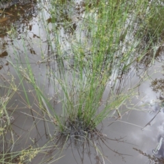 Juncus remotiflorus at Kambah, ACT - 24 Oct 2021