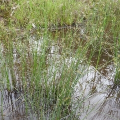 Juncus remotiflorus at Kambah, ACT - 24 Oct 2021