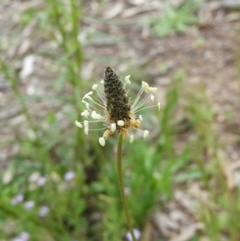 Plantago lanceolata (Ribwort Plantain, Lamb's Tongues) at Kambah, ACT - 24 Oct 2021 by MatthewFrawley