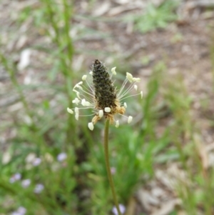 Plantago lanceolata at Kambah, ACT - 24 Oct 2021