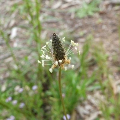 Plantago lanceolata (Ribwort Plantain, Lamb's Tongues) at Mount Taylor - 24 Oct 2021 by MatthewFrawley