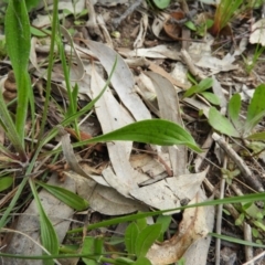 Plantago lanceolata at Kambah, ACT - 24 Oct 2021 12:49 PM