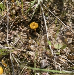 Lichenomphalia chromacea (Yellow Navel) at Kambah, ACT - 25 Oct 2021 by jks