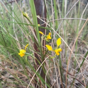 Diuris sp. at Tralee, NSW - suppressed