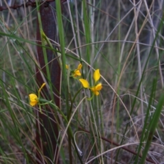 Diuris sp. at Tralee, NSW - suppressed