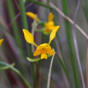 Diuris sp. at Tralee, NSW - 25 Oct 2021