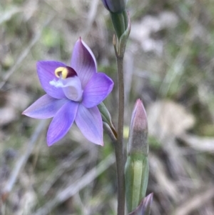 Thelymitra peniculata at Jerrabomberra, ACT - 23 Oct 2021