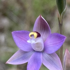 Thelymitra peniculata at Jerrabomberra, ACT - 23 Oct 2021