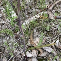 Thelymitra peniculata at Jerrabomberra, ACT - 23 Oct 2021