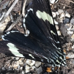 Phalaenoides glycinae (Grapevine Moth) at Mount Clear, ACT - 24 Oct 2021 by NedJohnston