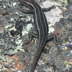 Pseudemoia spenceri (Spencer's Skink) at Mount Clear, ACT - 24 Oct 2021 by Ned_Johnston