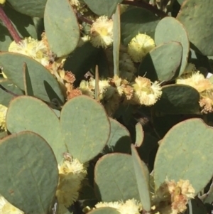 Acacia alpina at Mount Clear, ACT - 24 Oct 2021