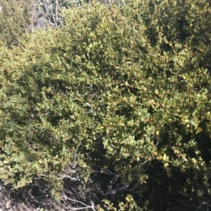 Acacia alpina at Mount Clear, ACT - 24 Oct 2021