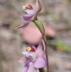 Thelymitra peniculata (Blue Star Sun-orchid) at Jerrabomberra, ACT - 23 Oct 2021 by AnneG1