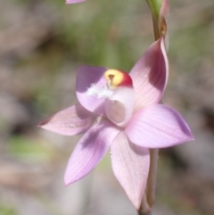 Thelymitra peniculata at Jerrabomberra, ACT - 23 Oct 2021