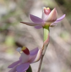 Thelymitra peniculata at Jerrabomberra, ACT - 23 Oct 2021