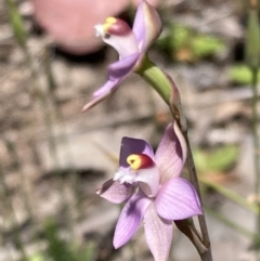 Thelymitra peniculata at Jerrabomberra, ACT - suppressed