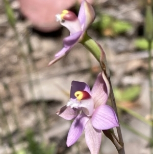 Thelymitra peniculata at Jerrabomberra, ACT - suppressed