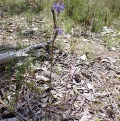 Thelymitra peniculata at Jerrabomberra, ACT - 23 Oct 2021