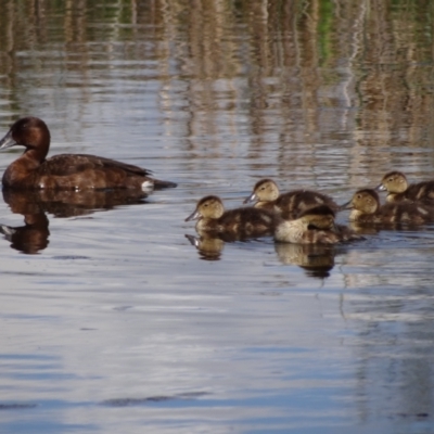 Aythya australis (Hardhead) at Coombs, ACT - 24 Oct 2021 by Miranda