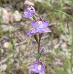 Thelymitra peniculata at Jerrabomberra, ACT - 23 Oct 2021