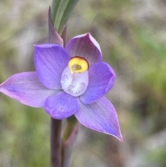 Thelymitra peniculata at Jerrabomberra, ACT - 23 Oct 2021