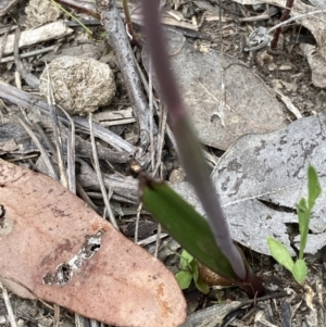 Thelymitra peniculata at Jerrabomberra, ACT - 23 Oct 2021