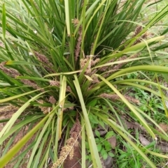 Lomandra longifolia (Spiny-headed Mat-rush, Honey Reed) at Corang, NSW - 24 Oct 2021 by LeonieWood