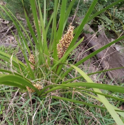 Lomandra longifolia (Spiny-headed Mat-rush, Honey Reed) at Corang, NSW - 24 Oct 2021 by LeonieWood