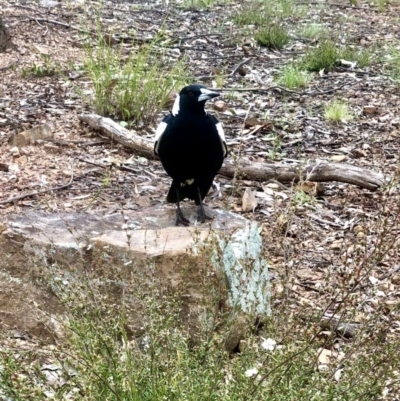 Gymnorhina tibicen (Australian Magpie) at Bruce Ridge to Gossan Hill - 21 Oct 2021 by goyenjudy