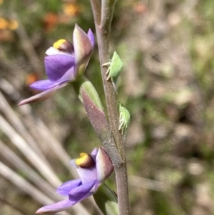 Philagra sp. (genus) at Jerrabomberra, ACT - suppressed