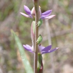 Philagra sp. (genus) at Jerrabomberra, ACT - suppressed