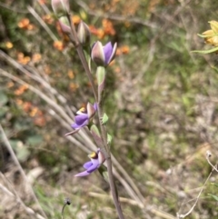 Philagra sp. (genus) at Jerrabomberra, ACT - 23 Oct 2021