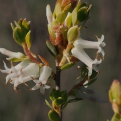 Brachyloma daphnoides (Daphne Heath) at Mount Taylor - 23 Oct 2021 by BarrieR