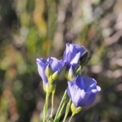 Linum marginale (Native Flax) at Mount Taylor - 23 Oct 2021 by BarrieR