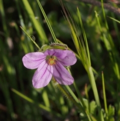 Erodium botrys (Long Storksbill) at Kambah, ACT - 24 Oct 2021 by BarrieR