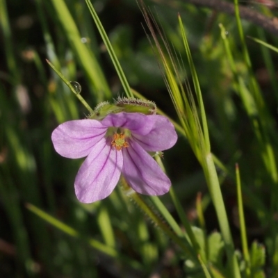 Erodium botrys (Long Storksbill) at Mount Taylor - 23 Oct 2021 by BarrieR