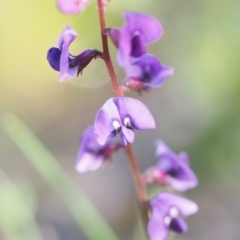 Swainsona recta (Small Purple Pea) at Kambah, ACT - 24 Oct 2021 by BarrieR