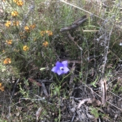 Wahlenbergia sp. at Bruce, ACT - 25 Oct 2021